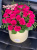 Коробочка из 25 роз Коробочка из 25 роз